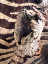 Load image into Gallery viewer, Antique Zebra Rug Taxidermy