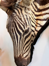 Load image into Gallery viewer, Antique Zebra Rug Taxidermy