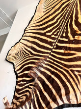Load image into Gallery viewer, Antique Zebra Rug Taxidermy