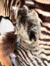 Load image into Gallery viewer, Antique Zebra Rug Taxidermy