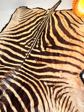 Load image into Gallery viewer, Antique Zebra Rug Taxidermy