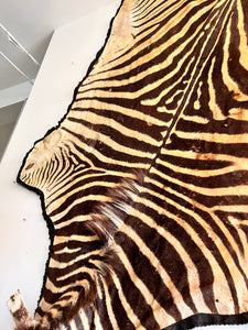 Antique Zebra Rug Taxidermy