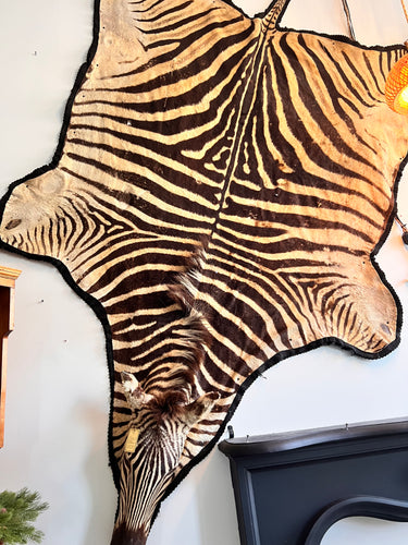 Antique Zebra Rug Taxidermy