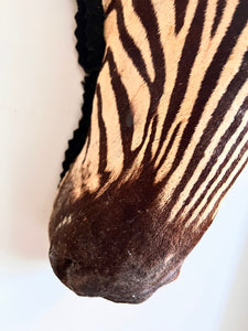 Antique Zebra Rug Taxidermy
